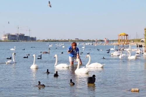 Озеро с лебедями в Крыму